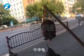 河南郑州：两只龟上千元！男子街头兜售野生保护动物“中华龟”？