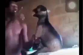 黑人打羊，让你再偷吃瓜子