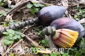 含笑花在我们农村是美味佳肴的一道菜网友表示没吃过视频封面