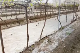 一个人打理葡萄园 年入十几万 在家就把钱赚 比打工强比几倍视频封面