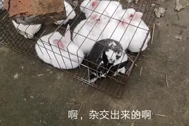 有人花400元买了一只花巨兔，说能长到40斤，是真的吗视频封面