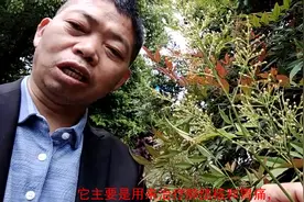 被胃痛、肺结核折磨时，别忘了用它有救！视频封面