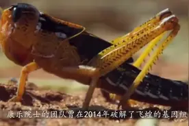 中国专家帮巴基斯坦对付蝗虫，只用两种方式就消灭绝大多数蝗虫视频封面