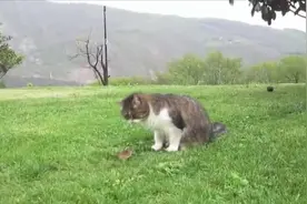 老鼠遇上猫咪都不会跑了，都给机会让它跑了，老鼠还待在原地不走视频封面