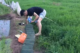 荒废的农田很多龙虾黄鳝，小伙买了5块的饲料，撒网安排视频封面