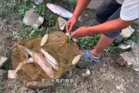 东莞江南大桥江边大鱼真多，钓上来的5斤以上大叔钓20多斤开心呀