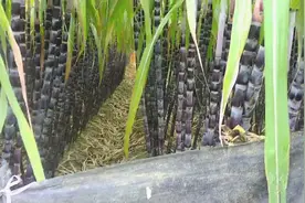 广西南宁市隆安县南圩镇的黑甘蔗视频封面