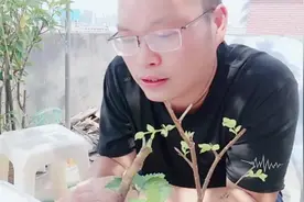 白醋可杀蚜虫吗？这三种办法很有效！