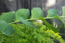 玉竹黄精还在傻傻分不清吗？这样区分即简单又明了，一起来看看吧