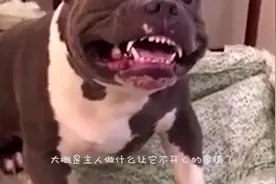 恶霸犬发脾气狂叫，结果被小主人一巴掌打老实了，接下来憋住别笑视频封面