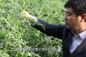 果实不膨大，作果长不好？试试这个番茄换头术，让作物恢复长势！视频封面