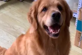 金毛在家抓苍蝇，结果抓不到趴那生闷气，那个表情简直太可爱了！