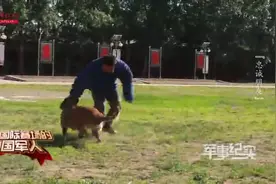 一条合格军犬是如何被训练出来的？