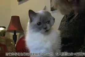 母猫生下“双头猫”，养大后不淡定了，出价10万也舍不得卖！视频封面