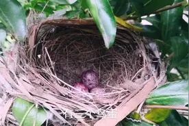 废弃的院子里发现了一窝鸟，紫色的鸟蛋，大家知道是什么鸟吗？视频封面