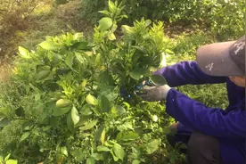 三农视频配上这音乐，真的好美视频封面