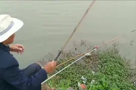 野钓到底需不需要打窝？看看70多岁老钓友水草边垂钓就明白了视频封面