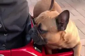 老陈头送媳妇一台“豪车”，金毛非凡正眼红，下一秒都忍住别笑视频封面