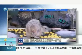 萌！南美水豚泡温泉头顶橘子一动不动，网友：不能低头，皇冠会掉