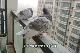 养鸽子经验分享，阳台如何养鸽子呢？看看住楼房怎么养鸽子
