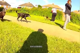 为什么人被狗追只要你一蹲下来狗就会认怂？看完解开多年疑惑！