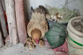 母鸡从产蛋到孵化小鸡出来用了60天时间，孵化就用了一个月