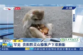 罕见！贵阳黔灵山一猕猴产下双胞胎，爱猴人士亲切称“大双小双”