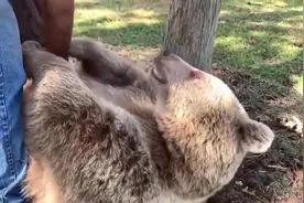 被人类收养的熊，再次见到曾经的饲养员之后，变得像个孩子一样！视频封面