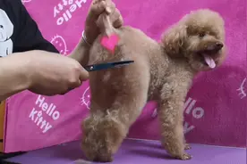 狗狗拉便便粘到毛上不好清理，艳艳给大家分享如何修剪肛门周围毛