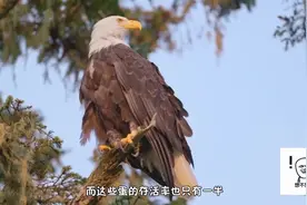 最“大”老鹰长达8米重140斤，老虎狮子都不是它对手