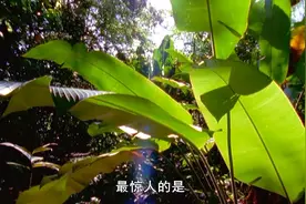 地球的力量：大气层中二氧化碳含量增加时，树木的反应是加速成长视频封面