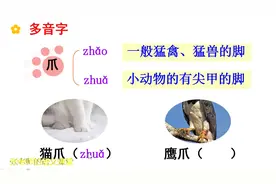 爪是多音字，猫爪和鹰爪，zhua和zhao你能区分吗视频封面