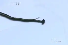 【暨阳小事】江阴市民发现状似铁钉怪虫