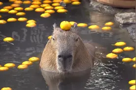 日本动物园的水豚顶橘子相当可爱了