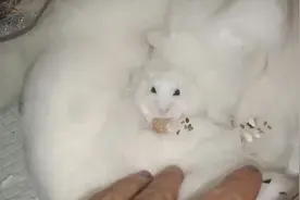 喂大白吃点桂圆，超认真的在那里吃视频封面