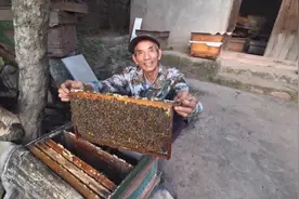 蜜蜂一般都不蜇养蜂人，你知道原因么，40多年的老蜂农告诉你答案