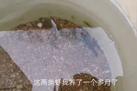 过年抓完鱼第八天，南方的冬天也结冰，冰下养着鱼鱼儿活的很好视频封面