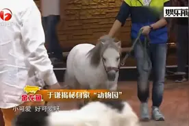 于谦揭秘自家“动物园” ，携爱犬名马现场亮相，真是个顽主啊视频封面