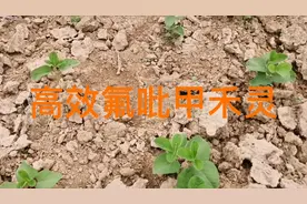 芦苇、白茅、狗牙根、牛筋草等，用这个除草剂，一遍就能除干净
