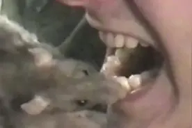 奇闻趣事：男子从来不洗澡，养了三只老鼠来清洁身体污垢！视频封面