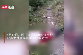 四川黑熊咬死3人,一人送娃上学遇袭,2人搜救时遇难,黑熊已被击毙视频封面
