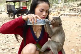 这小猴真幸福爬到美女肩膀上要吃东西，接下来的小猴子的姿势亮了视频封面