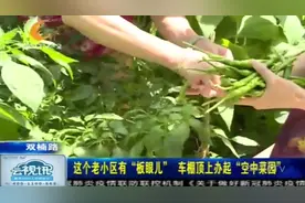种菜一族！这个老小区有“板眼儿”，车棚顶上办起“空中菜园”！