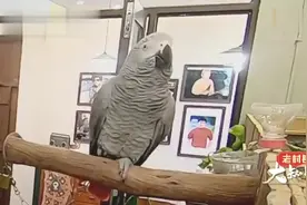 会说话的鹦鹉，疯狂呼叫“老郭”郭德纲， 这叫声太有爱了！