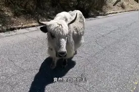 在西藏遇到的两头白牦牛，以及见过的一头最小的牦牛犊视频封面