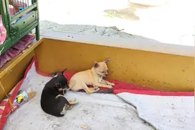 实拍农村狗市，吉娃娃和鹿犬繁殖的后代到底像谁，老板现场解说