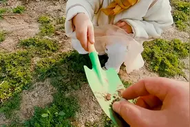 去给我的花箱挖点泥炭土，告诉你最好的泥炭土在就在这里