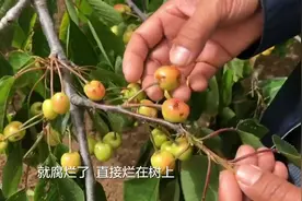 1.5万亩樱桃遭雹灾，经济损失近亿元，泰安下港镇果农紧急求助视频封面