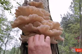 东哥发现枯树上长了很多蘑菇，网友们看了说可以吃，赶紧去摘回来