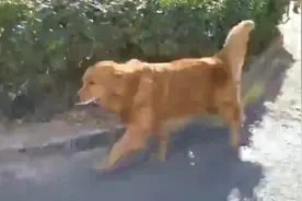 小梅搞笑：金毛 不小心喝了洗洁精结果放屁都冒泡这可咋整呀